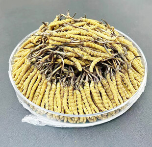 虫草