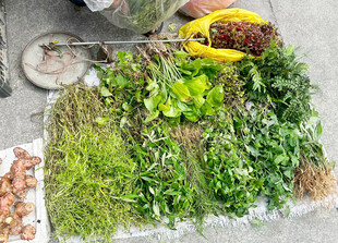 草药