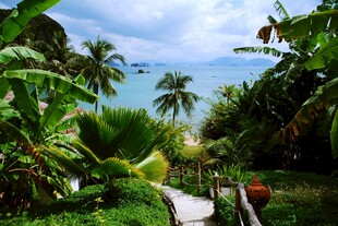 热带风光中的小径美景