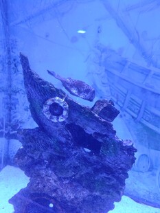海底沉船残骸