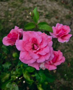 娇艳粉色月季花绽放