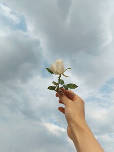  白玫瑰 