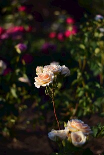绽放的柔美浅色月季花