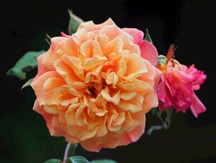 橙粉双色娇艳月季花