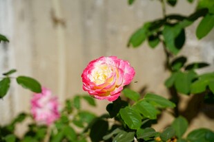 娇艳双色月季花绽放