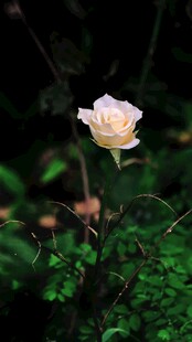 单枝白玫瑰绽放于绿意间