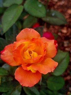 娇艳橙色月季花特写