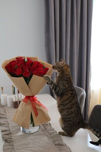猫咪嗅闻红玫瑰花束