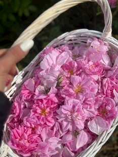 装满粉色花朵的白色花篮