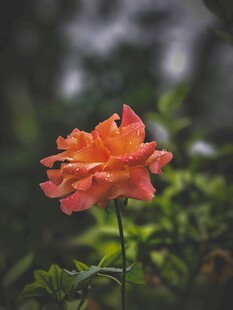娇艳橙玫瑰绽放于绿意间