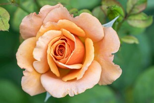 橙黄色娇艳月季花