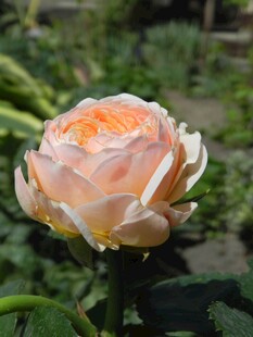 娇艳橙色月季花特写