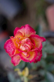 娇艳双色月季花特写