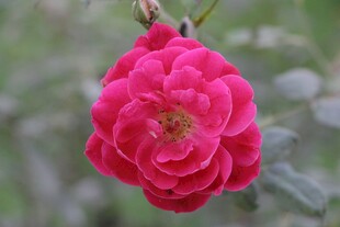 娇艳玫红色月季花