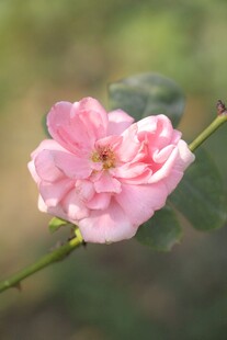 娇艳粉色单朵月季花