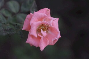 娇艳粉色月季花