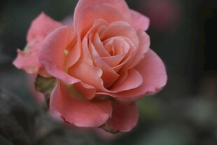 粉色娇艳玫瑰花特写