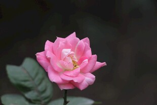 娇艳粉色月季花