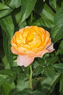 娇艳橙粉月季花