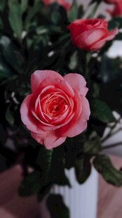 娇艳粉色月季花特写