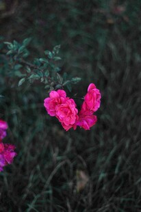 娇艳粉花绽放于草丛中
