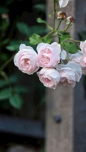 粉嫩蔷薇花绽放