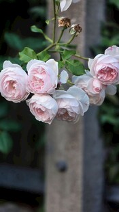 粉色蔷薇花绽放枝头