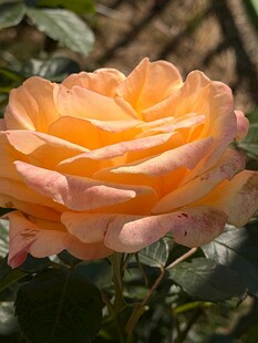 娇艳橙粉月季花
