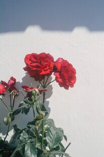 娇艳红玫瑰绽放