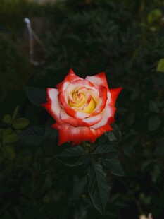 娇艳双色玫瑰花