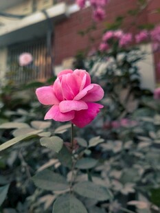 娇艳粉色月季花特写