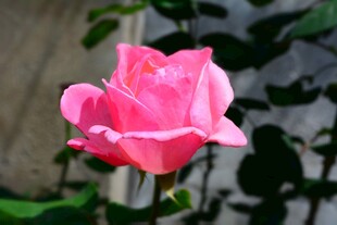 娇艳粉色单朵月季花
