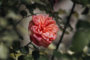 娇艳盛开的粉色花朵