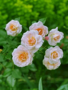 粉色娇艳月季花绽放
