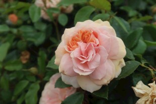 娇艳粉色月季花