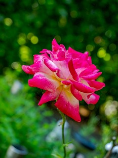 娇艳双色月季花