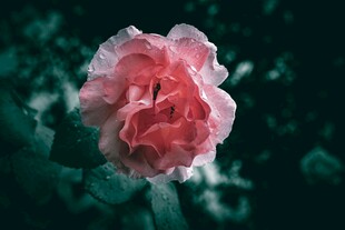 娇艳粉色花朵特写