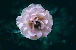 淡粉花朵特写