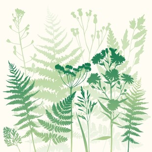 清新绿植插画