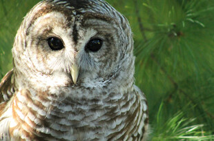斑纹猫头鹰特写