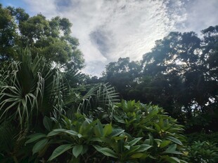 繁茂丛林中的绿意景致