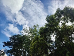 蓝天绿树间的清新景致