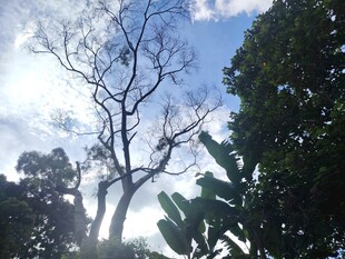 阳光穿透树林的自然景象
