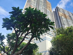 城市高楼与繁茂绿植景观