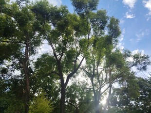 阳光穿透树林的清新景象
