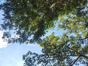 仰视葱郁树冠蓝天美景