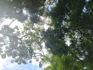 仰望繁茂树冠与天空
