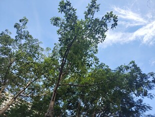 仰视葱郁树木与蓝天