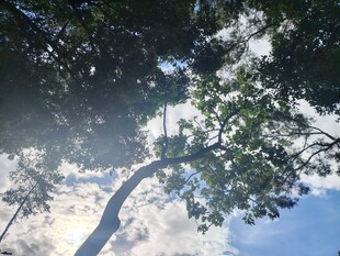 阳光透过枝叶洒下的美景