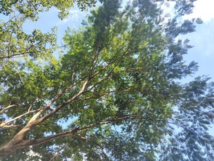 仰视葱郁树木景观